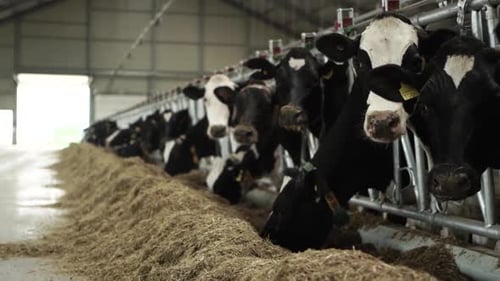 Cows on a diary farm eating. Cattle of cows