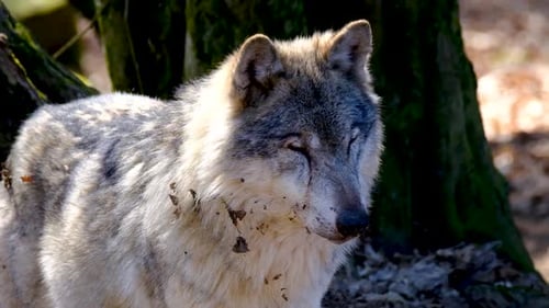 Gray Wolf Looking at Camera in the Forest