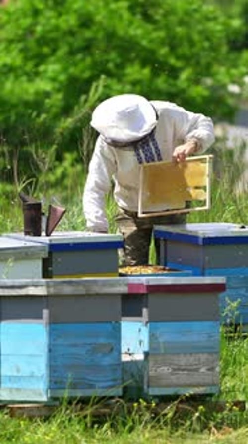 Beekeeper Inspecting Honeycomb Frame in Rural Setting