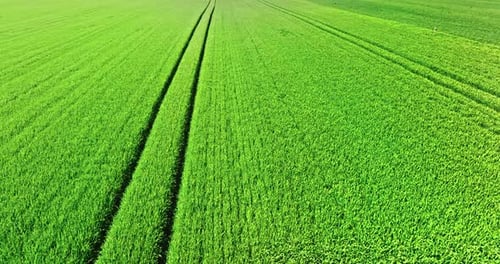 Tractor tracks in green wheat fields in Poland in spring.