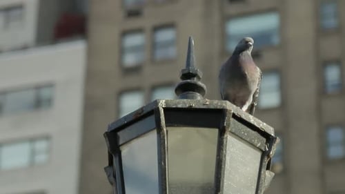 Pigeons on Top of Street Lamp in Manhattan