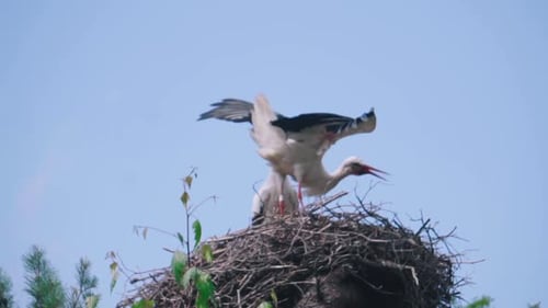 Weißstorch in der Balzzeit im Frühjahr. Die Storchenfamilie sitzt auf dem Nest.
