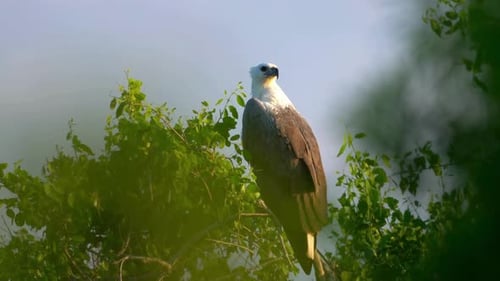 Breathtaking And Beautiful View Of White Bellied Sea Eagle