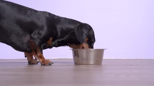 Dachshund Dog Eating from Food Bowl