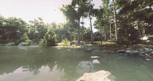 Calm Waters Reflect Trees and Sunlight in Serene Forest Landscape Setting