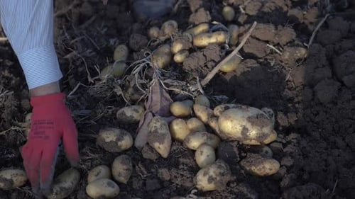 Gloved Hand Harvesting Freshly Dug Potatoes in Soil