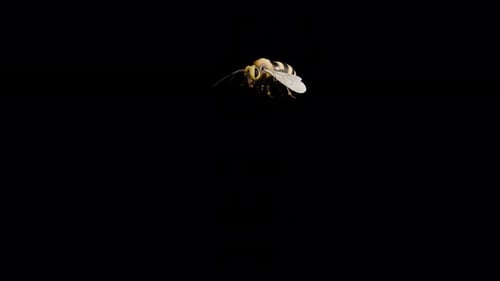 Bee 02 4k