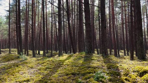 Pan Left Beautiful Eastern European Forest with Sunlight Coming Through the Trees