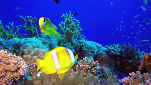 Underwater Tropical Sea Colourful Fish Clownfish