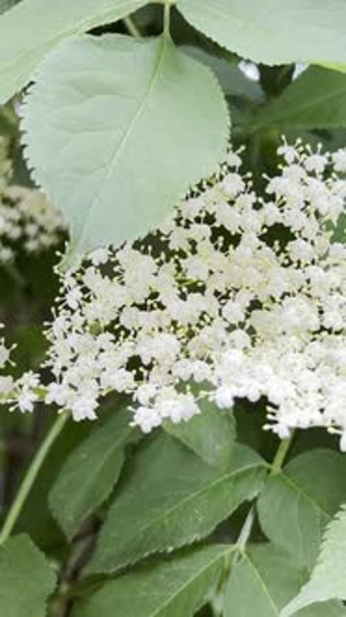 Vidéo verticale sur les fleurs de sureau blanc un jour d'été : Sambuca is Black Nature