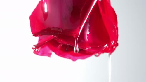 Rose liquid extraction analysis science, Technology laboratory experiment with plant tissue in petri