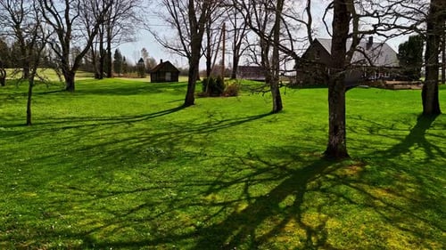 early spring trees casting shadows