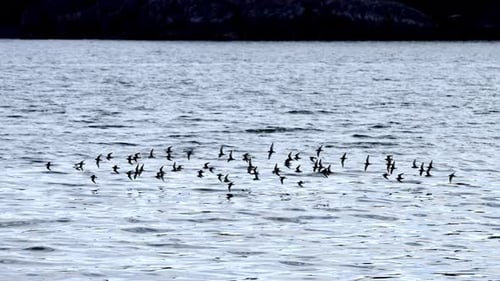 Large flock of wild seabirds flying low and skimming over the sea water