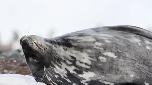 Weddell seal