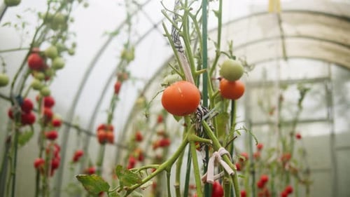 Garden Worker Picking Cherry Tomatoes Eco Farmer Greenhouse Cultivation Manual Harvesting Vegetable