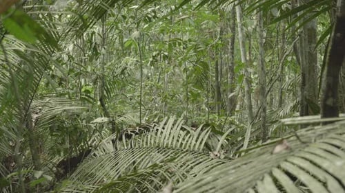 Rich biodiversity with dense greenery in Amazon jungle