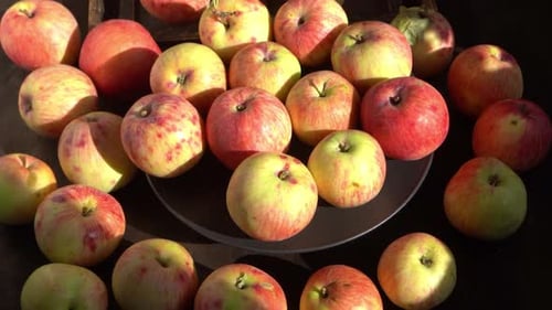 Apple Harvest Autumn Fruit Vitamin Food Red Apples with a Pink Dot