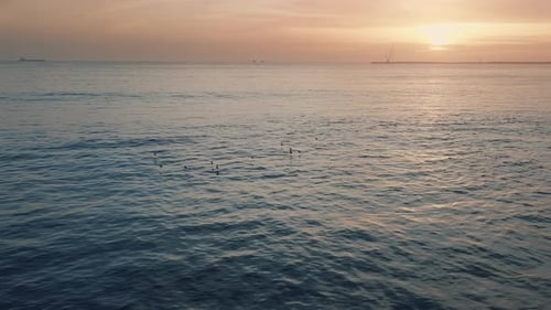 Vista aérea de aves volando hacia la puesta de sol sobre la superficie del mar