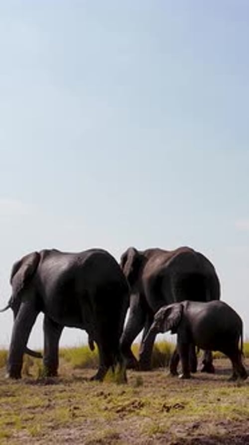 Africans Elephants At Chobe National Park In Kasane Botswana.