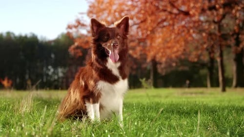 Dog Sitting in Autumn Field on Sunny Day