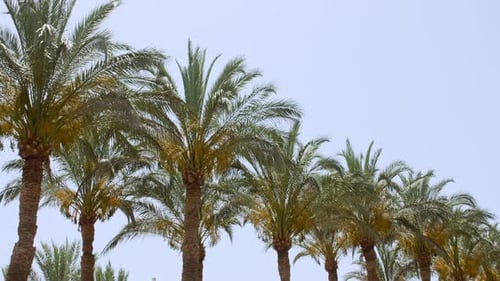 Palm Trees Bottom View on Blue Sky Background Tropical Coconut Palm Leaf Trees at Sunlight Beach on