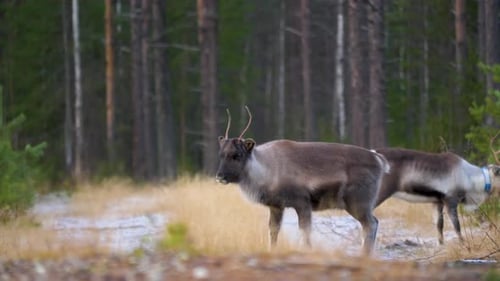 Young cute northern deer attentive in the middle of the forest - wide shot