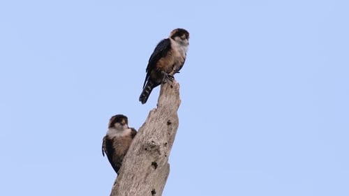 Two Birds Perched on Tree in the Daylight