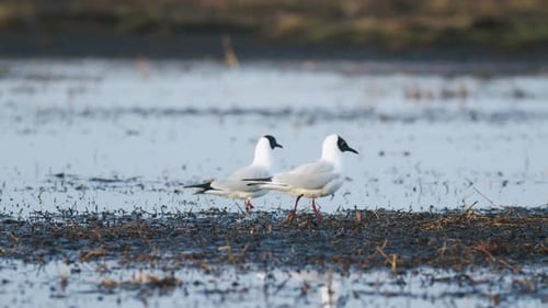 Black headed gull on spring flooded meadow wetlands feeding