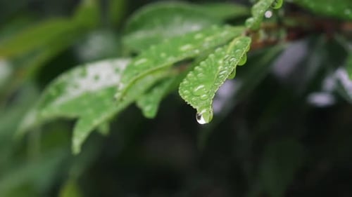 Rain Drops Sliding Off From A Green Leaf In The Garden. - macro shot