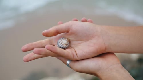 Hände, die Muscheln am Meer halten, Nahaufnahme