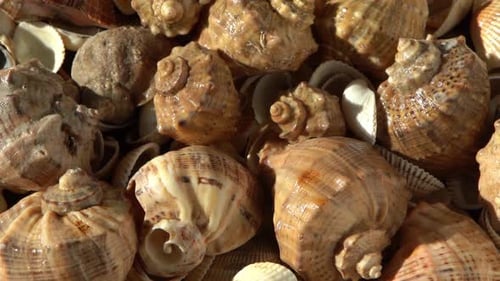 Muscheln am Strand Sommerhintergrund Rapan Shell Beige Lichtfarbe Ästhetischer Minimalismus Natur