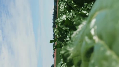 Beet sugar field