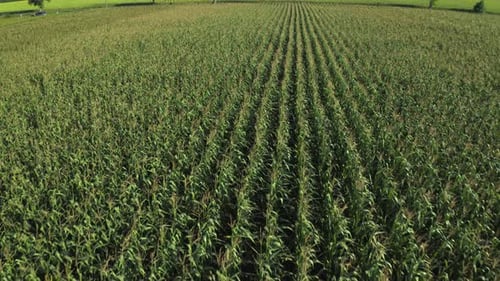 Aerial view of a vast green corn field with straight rows of young plants