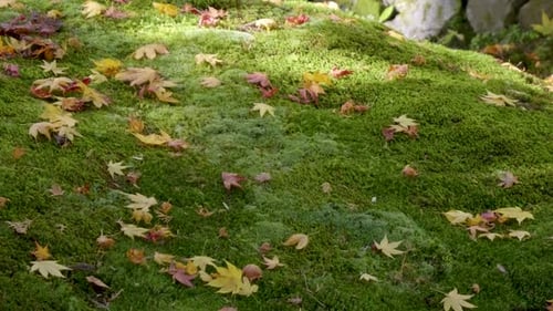 Slow pan over moss covered stone with fallen autumn color leaves