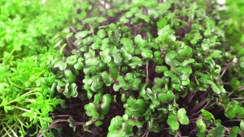 Garden cress seedling, cabbage purple, arugula and mustard plant. Slow motion.