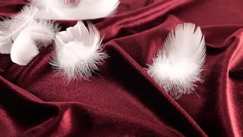 White swan feathers fall on burgundy velvet. Slow motion.