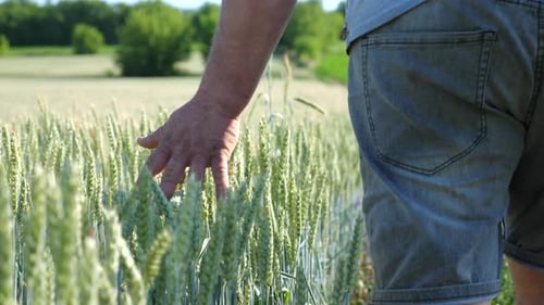 Male Arm of Agronomist Moves Over Unripe Wheat Growing on the Meadow Young Farmer Walking Near