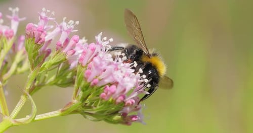Bumblebee Collecting Pollen on Pink Flowers in Meadow