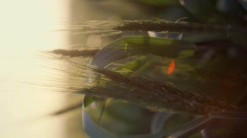 Green Wheat Spikelets in Soft Morning Sunlight Close Up. Young Unripe Ears