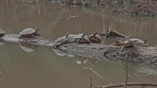 Süßwasserschildkröte klettert aus dem See und weiter auf einen Baumstamm, der mit anderen Süßwasserschildkröten bedeckt ist o