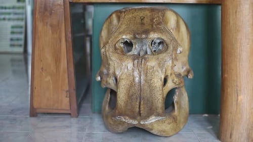 Large aged elephant skull sits on floor in a natural history museum