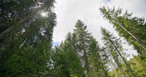 Background Video of the Beauty of Nature of Pine Trees Beautiful Forest