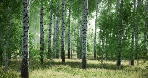 Lush Birch Forest with Vibrant Greenery and Tranquil Atmosphere During Daylight