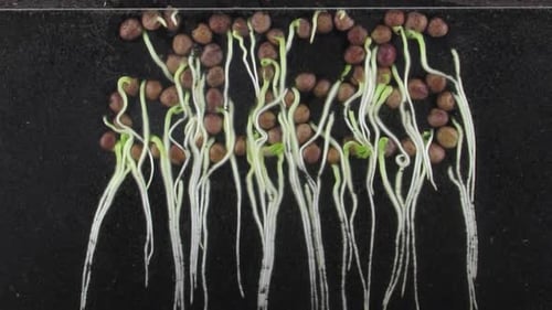 Time Lapse of Bean Sprouts Growing