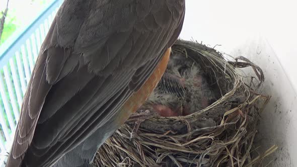 Cute pink baby Robin anus puckers after pooping huge fecal sac in nest ...