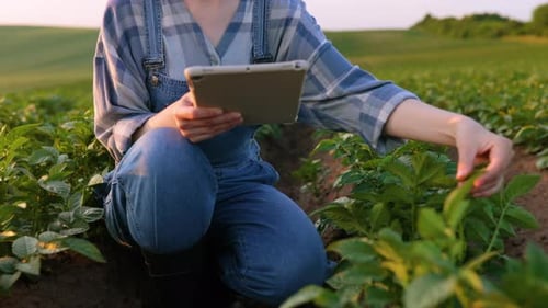 Landwirt nutzt Tablet auf dem Feld
