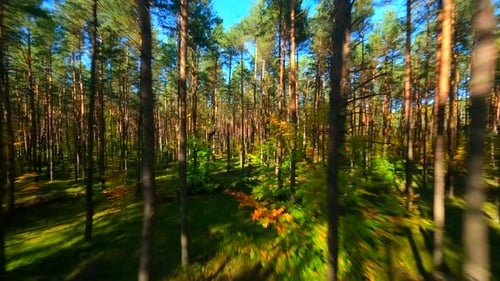FPV Flight Through Autumn Forest