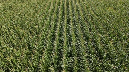 Corn Field