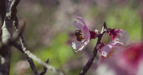 Honey bee covered with pollen collecting nectar from almond flower close-up. Macro footage of insect
