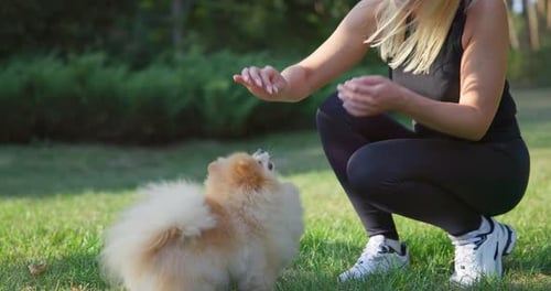 Woman Feeding Little Happy Cute Fluffy Pedigree Pomeranian Dog Outdoor at Park